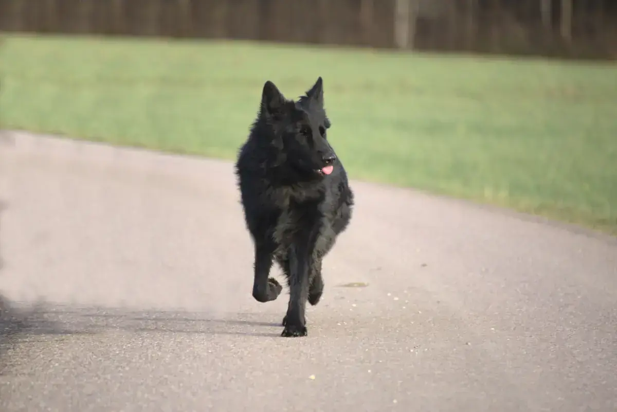 Filou - Deutscher Schäferhund - Bild 3