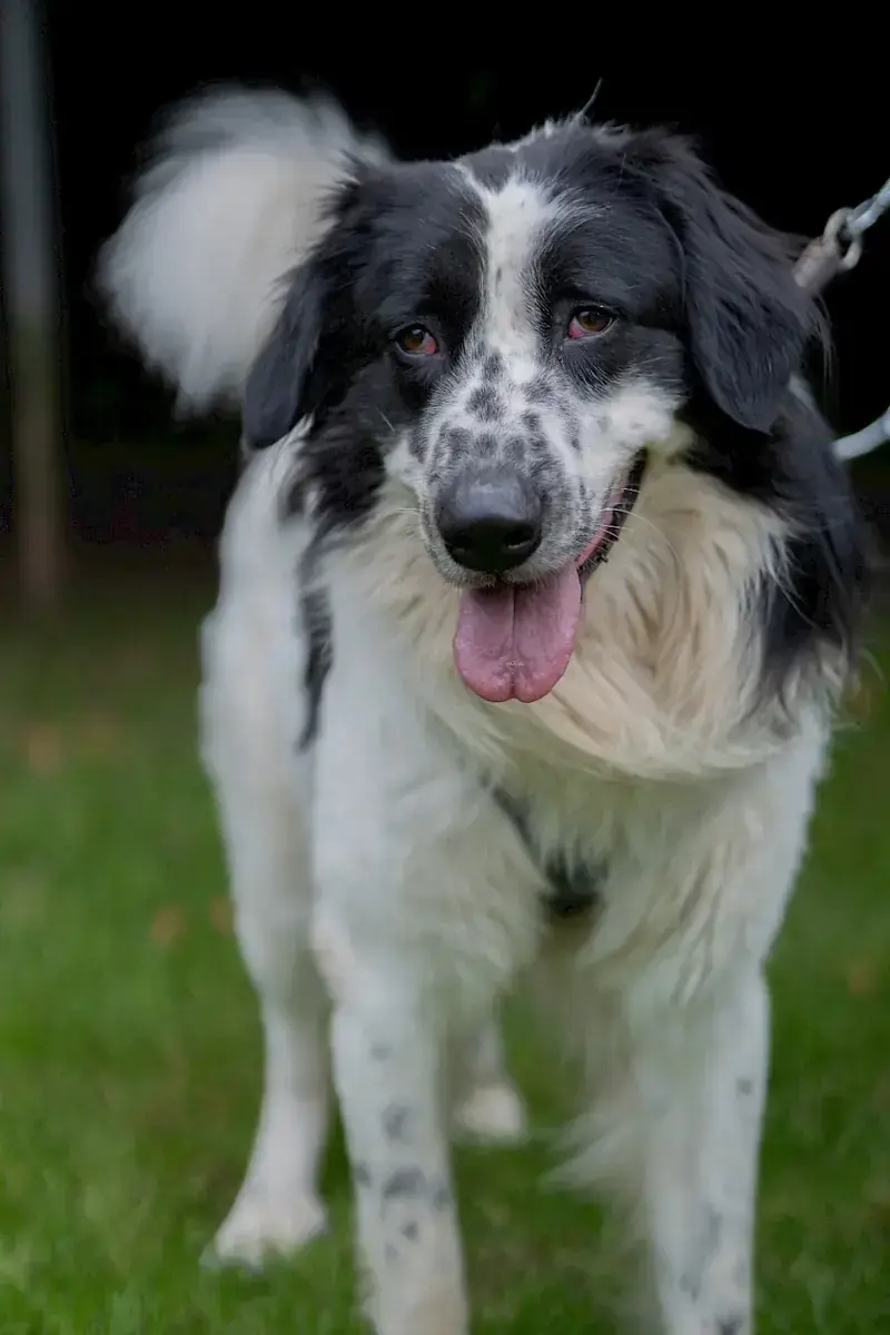 Pongo -  - Bild 5