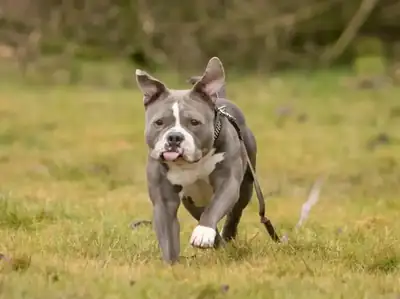 Pummel – American Staffordshire Terrier – Bild 2