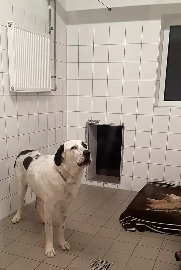 Balou - Zentralasiatischer Owtscharka - Bild 2