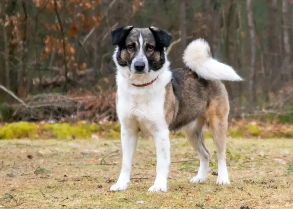 Kalle -  - Bild 1