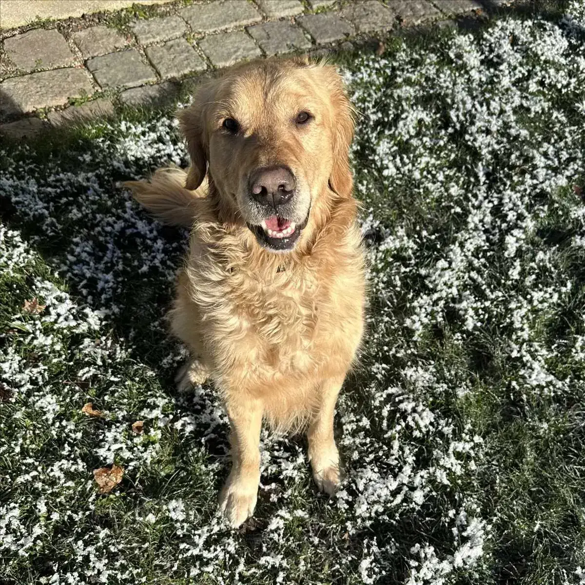 ROCKY – Golden Retriever – Bild 2