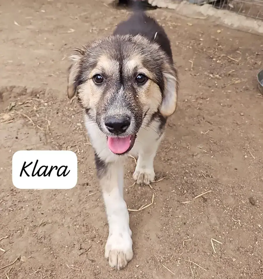 Klara -  - Bild 1