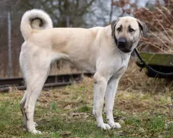 Murphy - Labrador Retriever - Bild 2