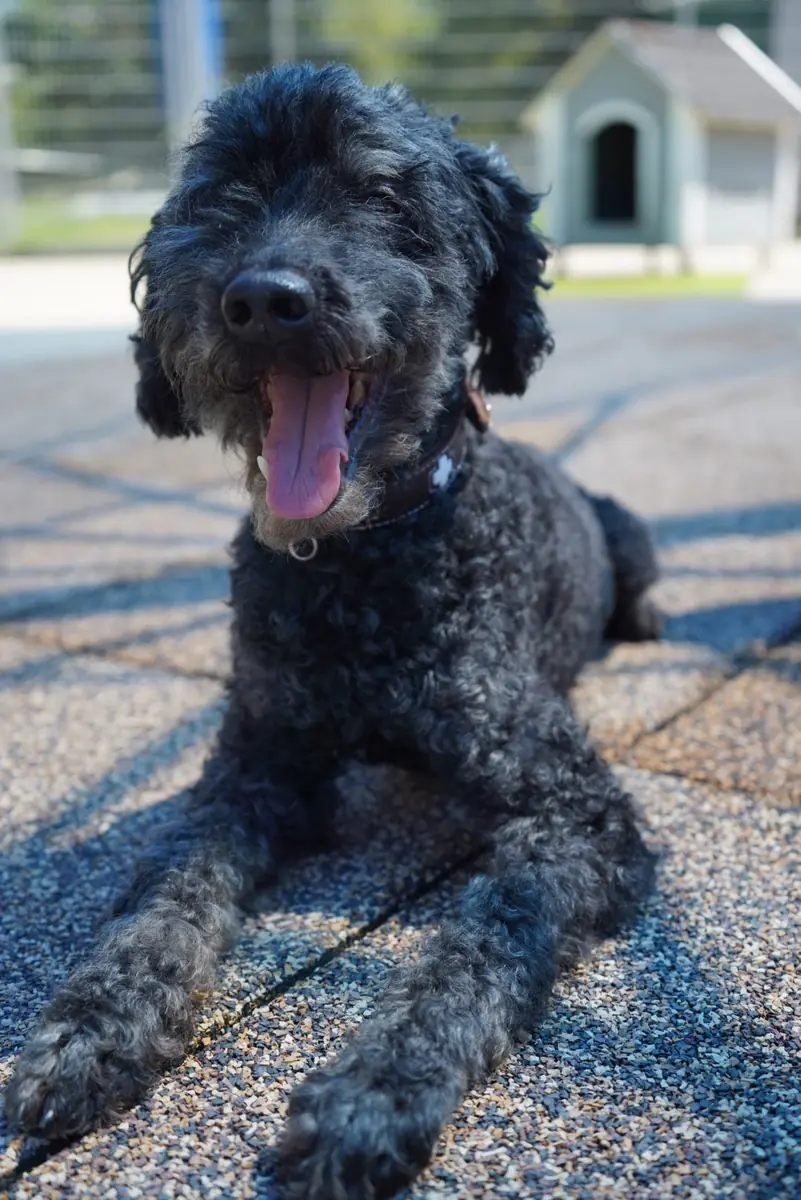 Blacky - Pudel - Bild 8