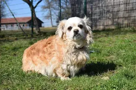 Penny und Wise - Pekingese - Bild 3