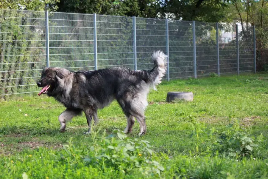 Rocky -  - Bild 6