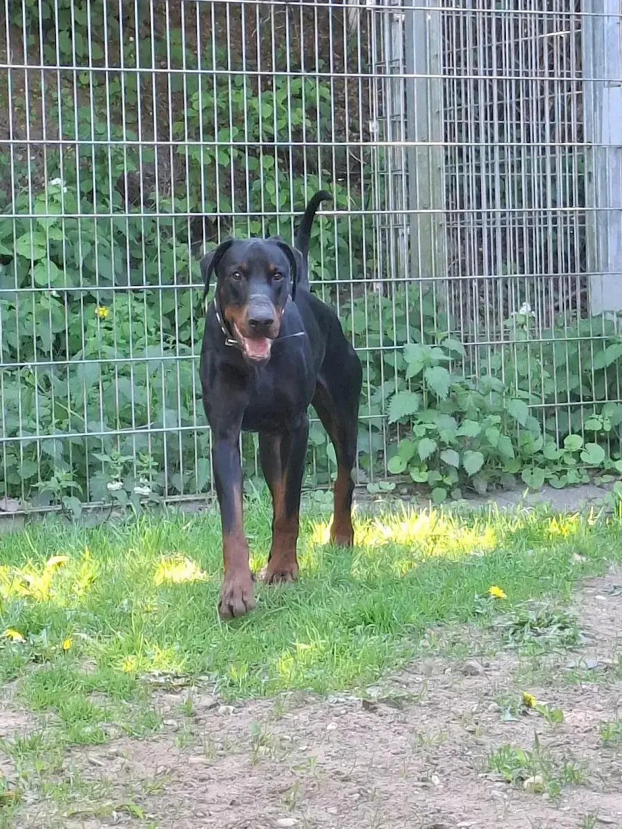 Ragnar - Dobermann - Bild 3