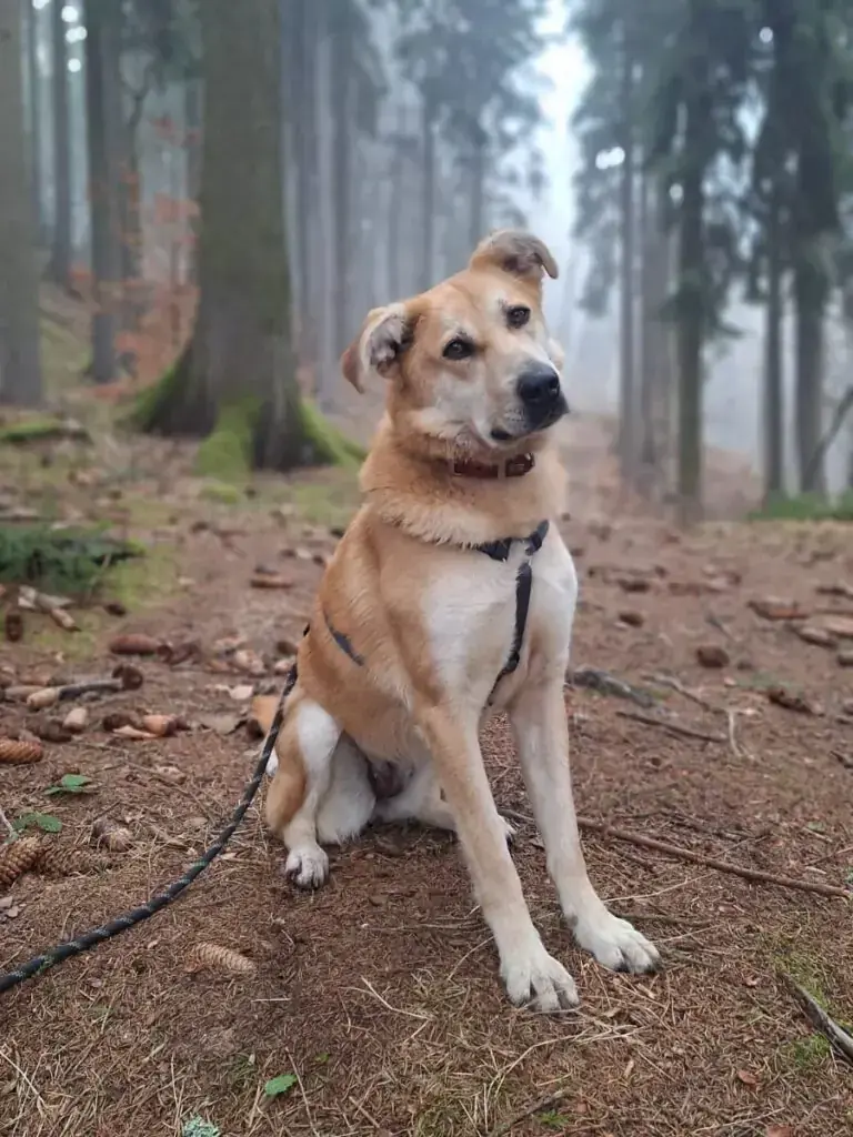 Elsa -  - Bild 2