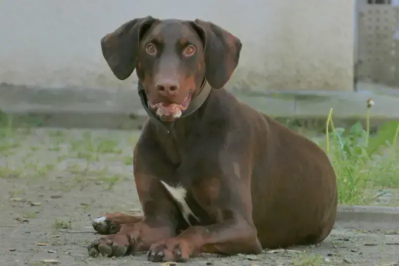 Rocky - Dobermann - Bild 3