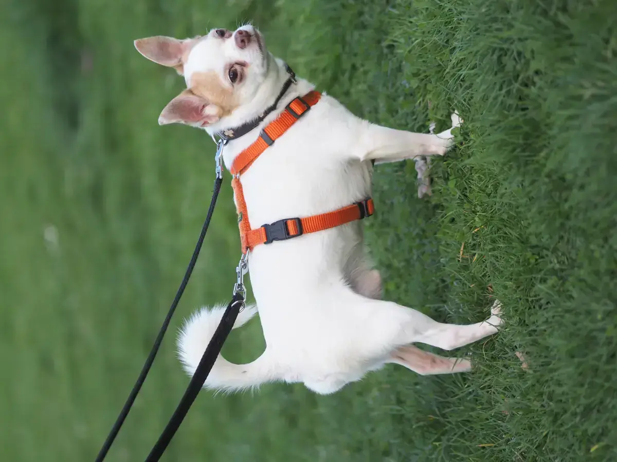 Willow - Chihuahua - Bild 6