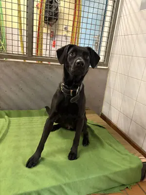 Mila-Electra - Labrador Retriever - Bild 1