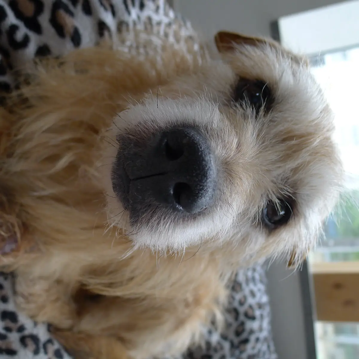 Mika -  - Bild 2