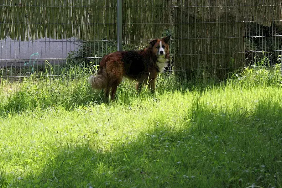 Sparky -  - Bild 9