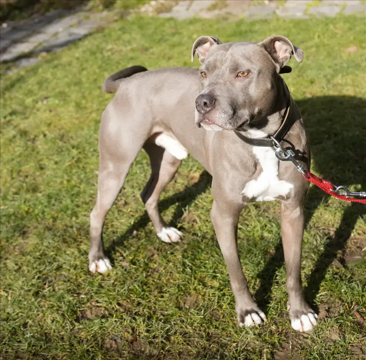 PAUL - American Staffordshire Terrier - Bild 2