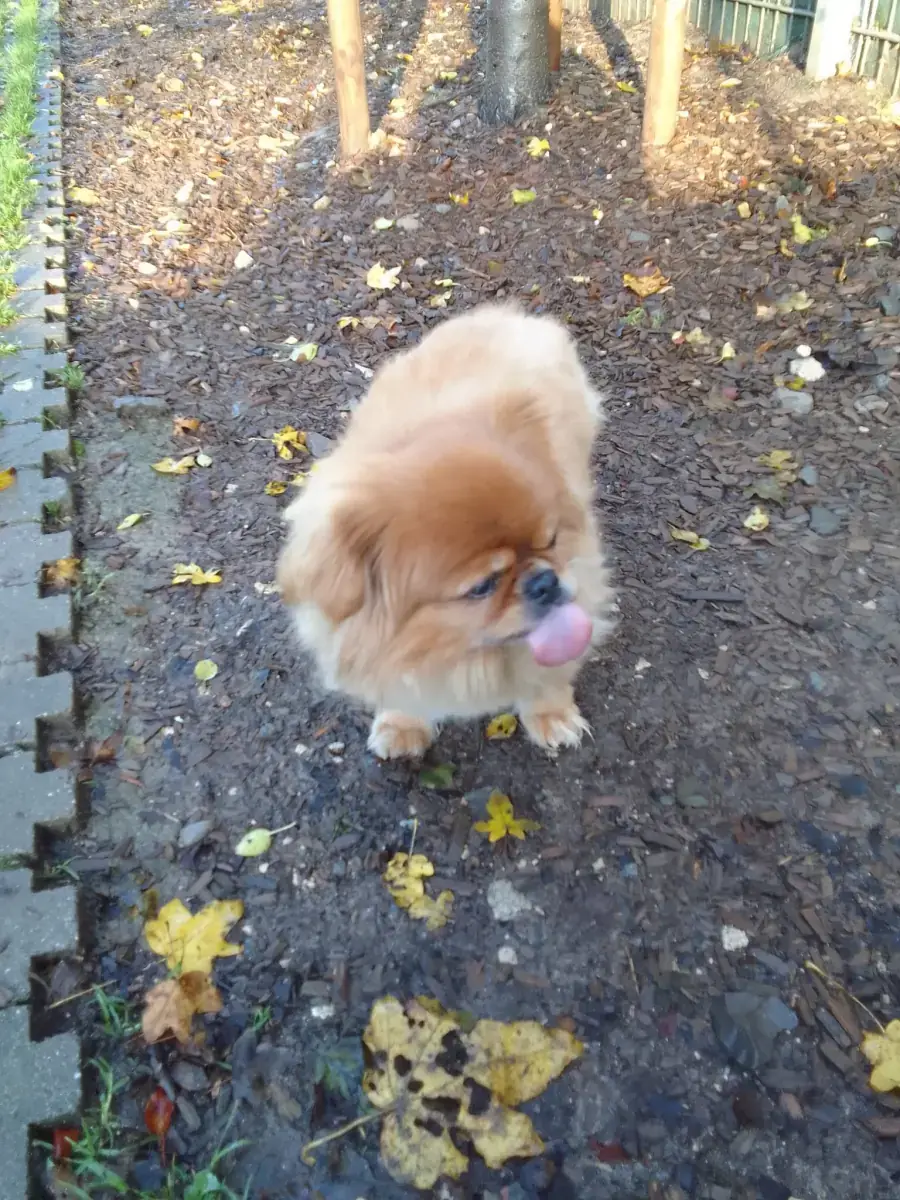 Tibet-Spaniel Gino