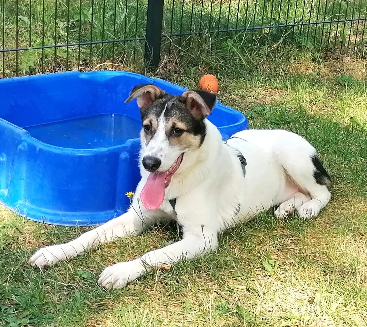Laika -  - Bild 3