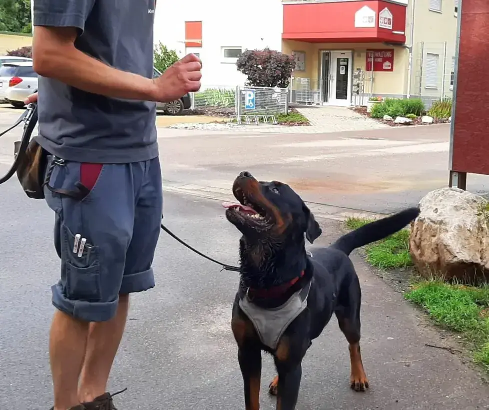 Amigo - Rottweiler - Bild 16