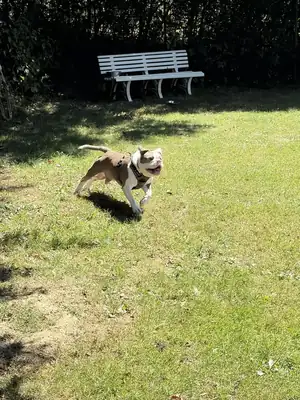 Ragnar – Englische Bulldogge – Bild 2