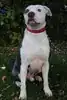Anton – Staffordshire Bullterrier – Bild 5