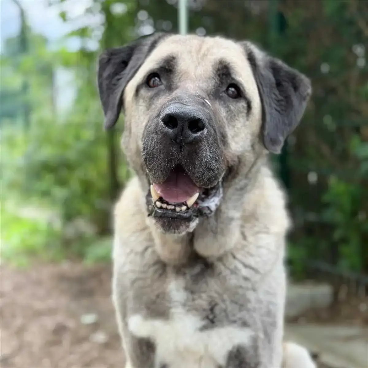 REIS - Kangal-Hirtenhund - Bild 2