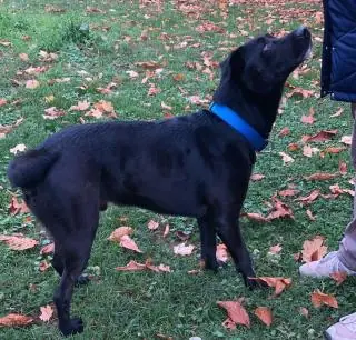 Yoshi - Labrador Retriever - Bild 15