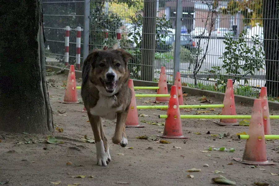 Amy - Deutscher Schäferhund - Bild 6