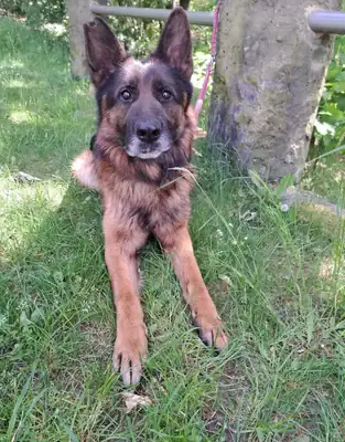 Kayo – Deutscher Schäferhund – Bild 4