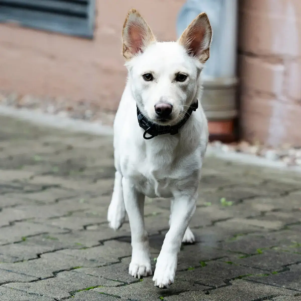 Ivy - Deutscher Schäferhund - Bild 6