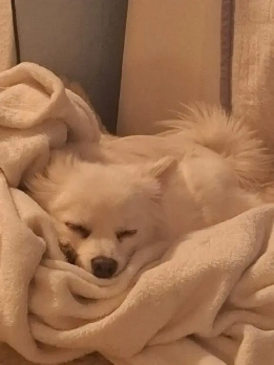 Hund Zara