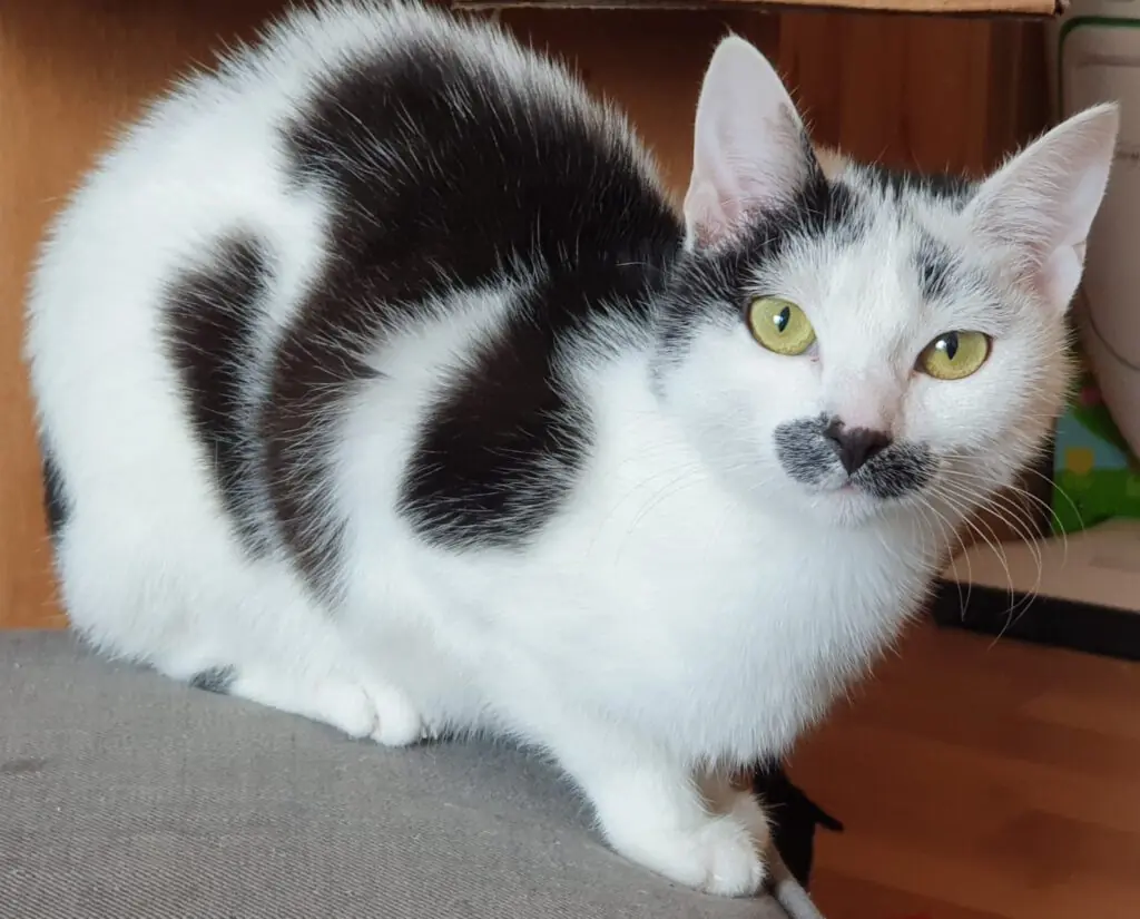 Maja -  - Bild 1