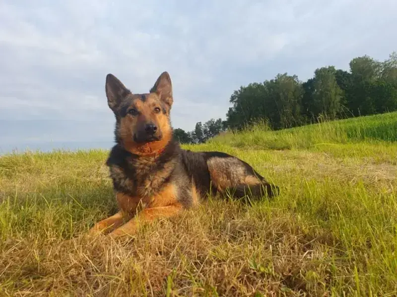 Lando -  - Bild 19