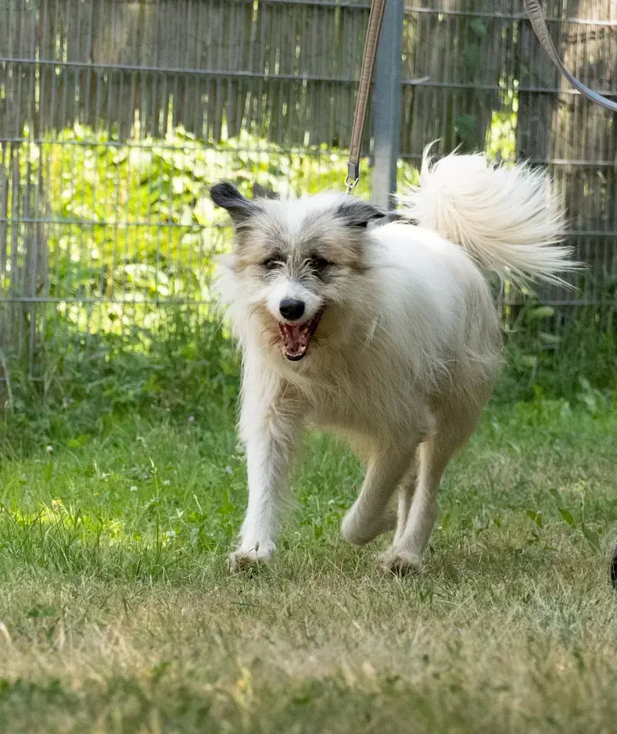 Hund Salo