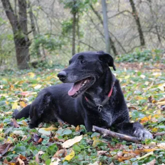 Neo - Labrador Retriever - Bild 2
