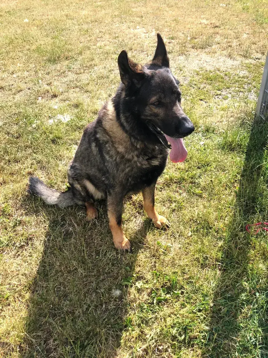 Ricco - Deutscher Schäferhund - Bild 6