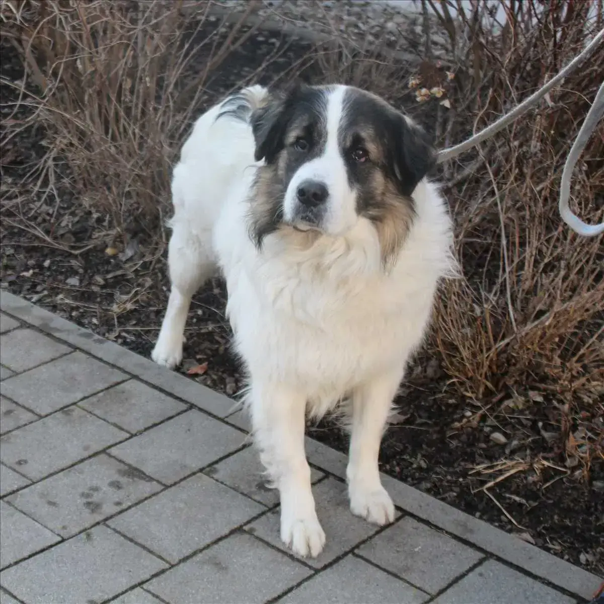 Rudi -  - Bild 2