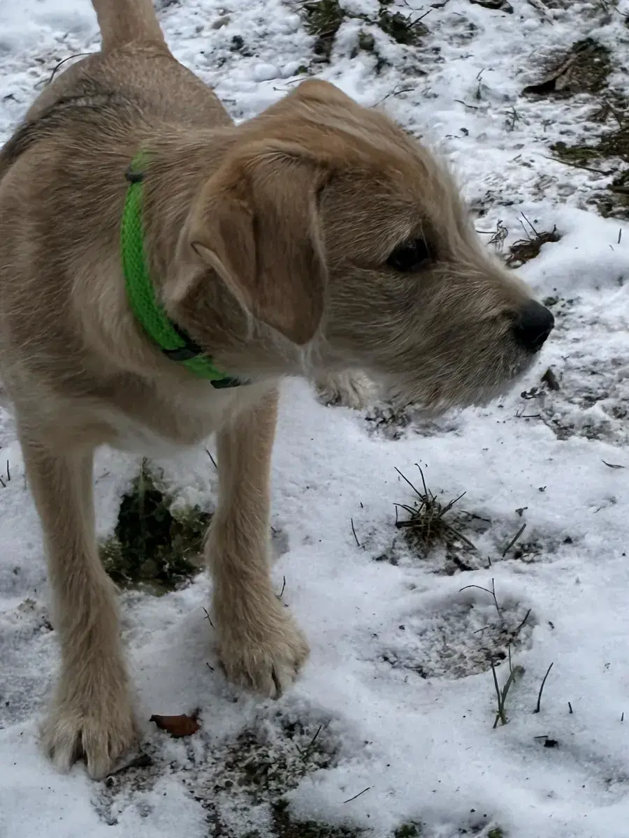 Balu -  - Bild 19