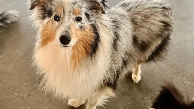 Shetland Sheepdog Alaska