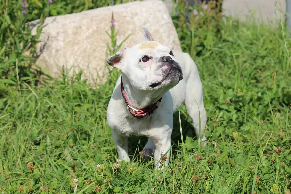 Dolly - Französische Bulldogge - Bild 9