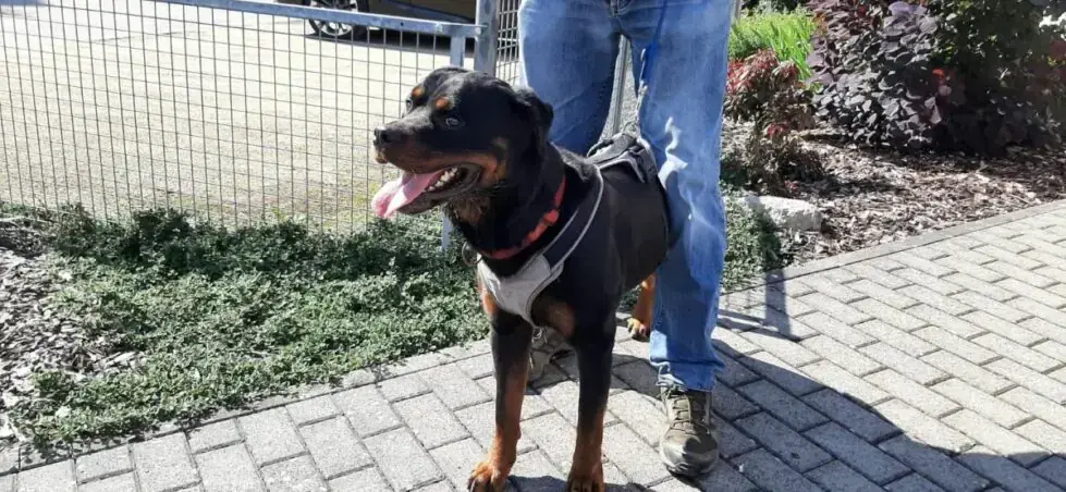 Amigo - Rottweiler - Bild 3