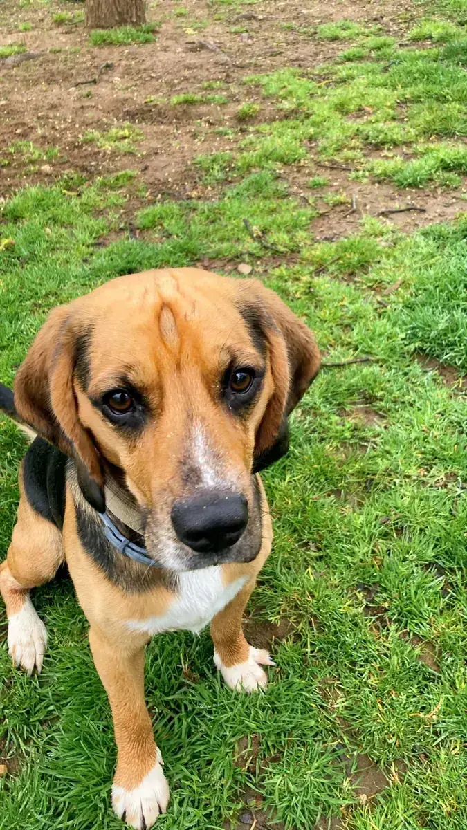 Beagle Bruno