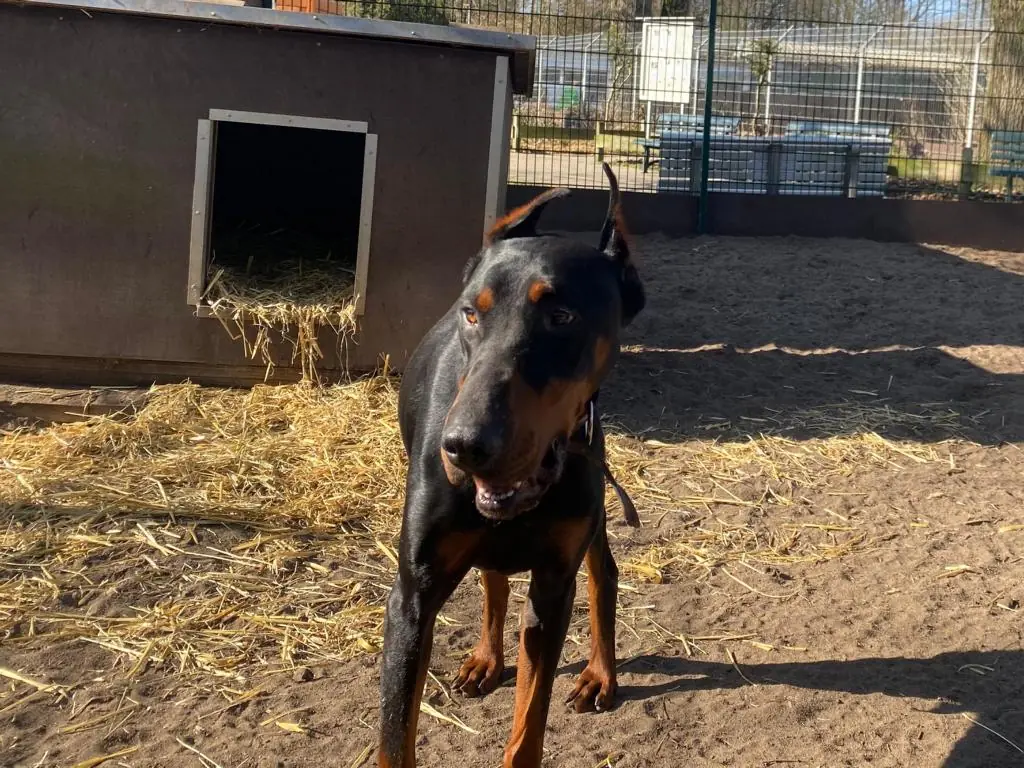 Xavier - Dobermann - Bild 3