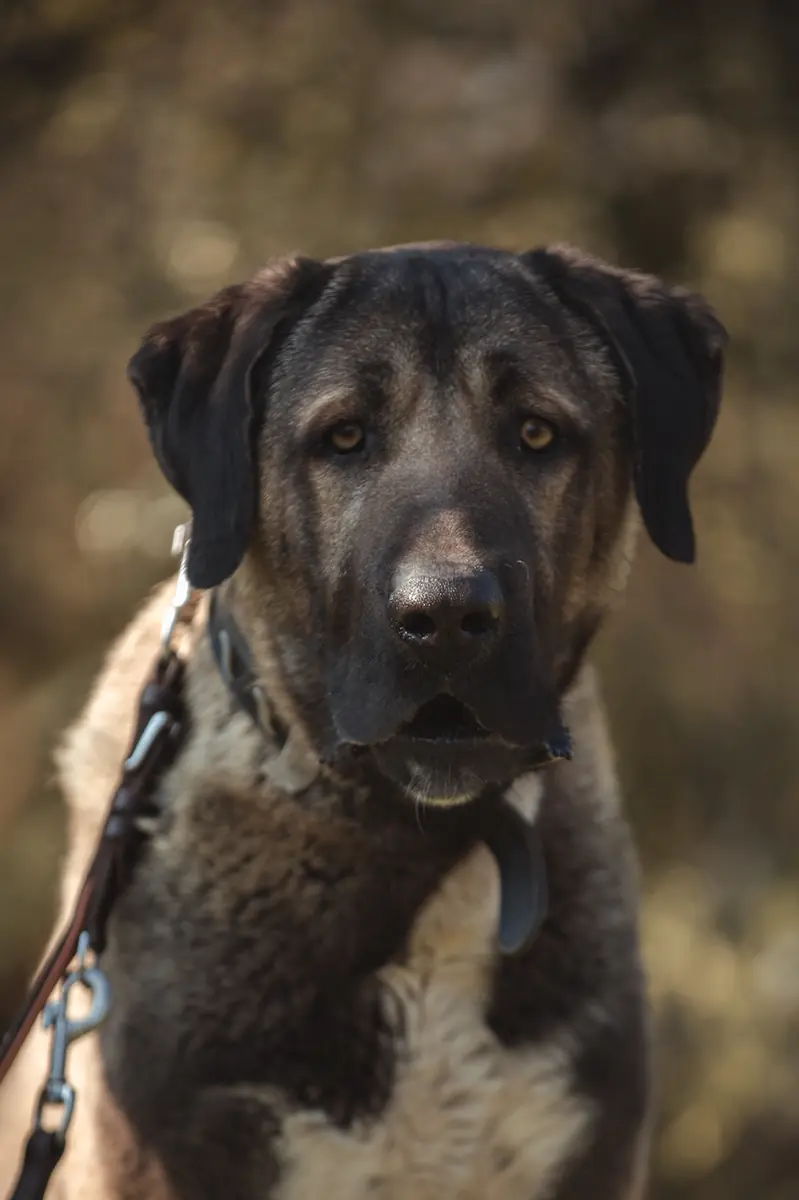 Ates - Kangal-Hirtenhund - Bild 8
