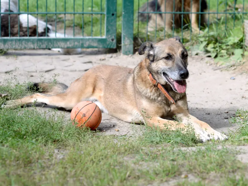 Benio -  - Bild 17
