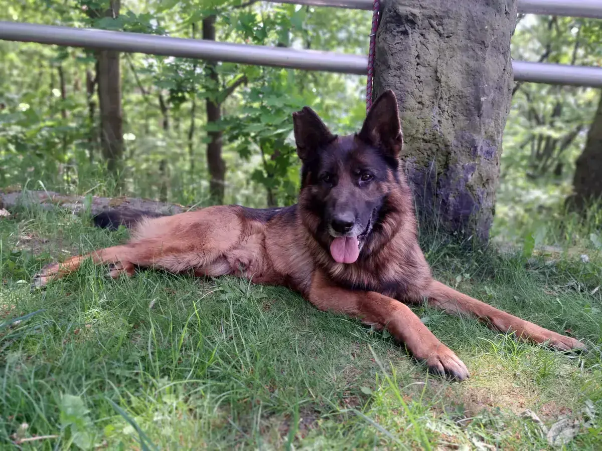 Deutscher Schäferhund Kayo
