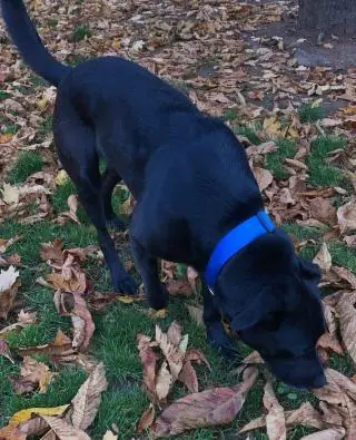Yoshi - Labrador Retriever - Bild 19