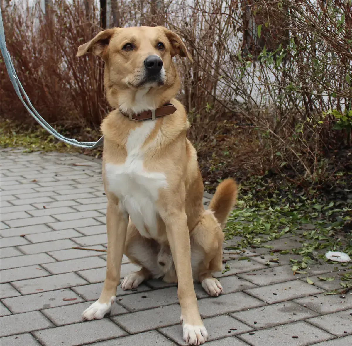 HARALD - Deutscher Schäferhund, Labrador Retriever - Bild 3