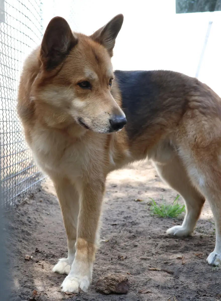 Kenma - Deutscher Schäferhund, Siberian Husky - Bild 4