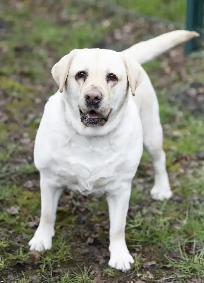 Lady Pummeluff - Labrador Retriever - Bild 2