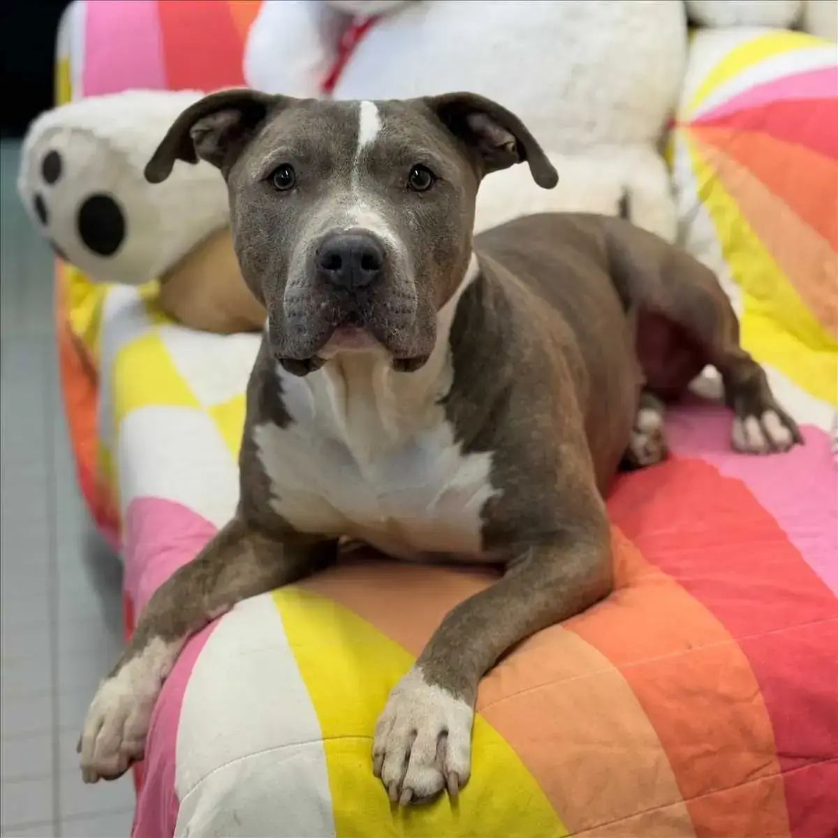 OTTO - American Staffordshire Terrier - Bild 1